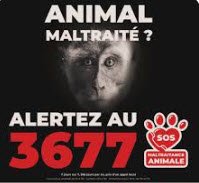 3677 : le numéro pour signaler la maltraitance animale